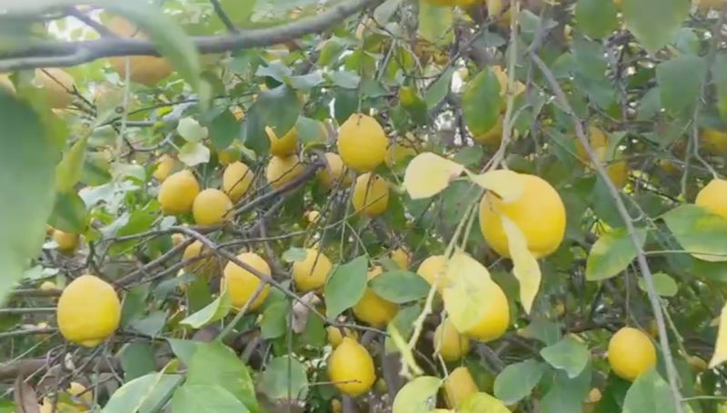 Limon dalnda kald, ifti dertli...