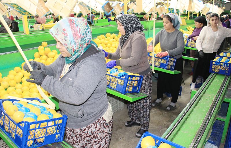 Mersin narenciyenin sorunlar�na ��z�m aray���nda