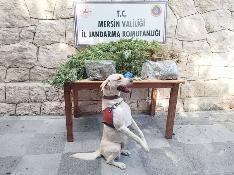 Mersin’de 358 kk kenevir bitkisi ele geirildi...