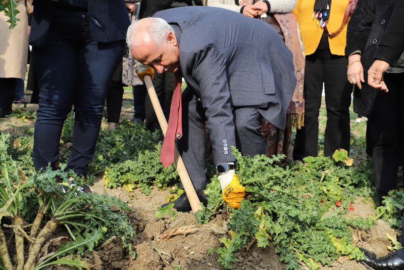 3 ayda hasat edilen ifal bitkinin kilosu 60 TL...