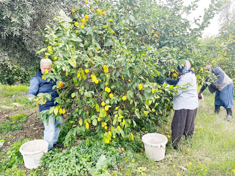 Limon reticisi dertli...
