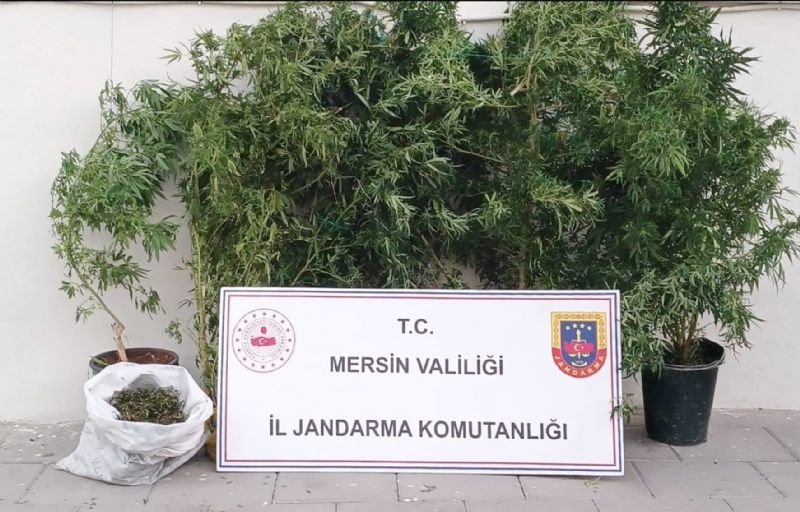 Jandarmadan uyuturucu madde operasyonu...