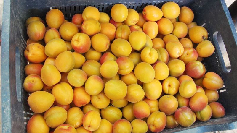 Mersin kay�s� �retiminde ikinci s�rada ...