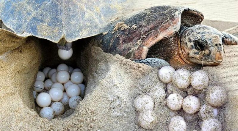 Sak�n onlar� rahats�z etmeyin!...