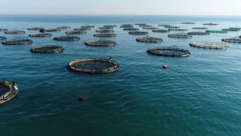 Bal�k �iftliklerine ihtiya� var ama burada bu �ekilde olmaz!...