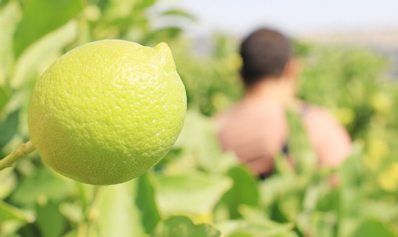 reticinin umudu depoluk limonda...