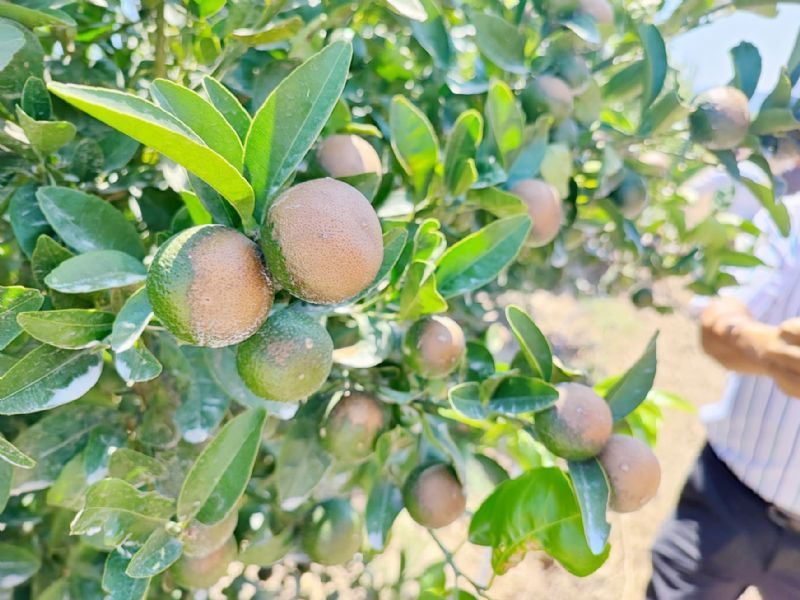 Mersin reticisine ilalama uyars!...