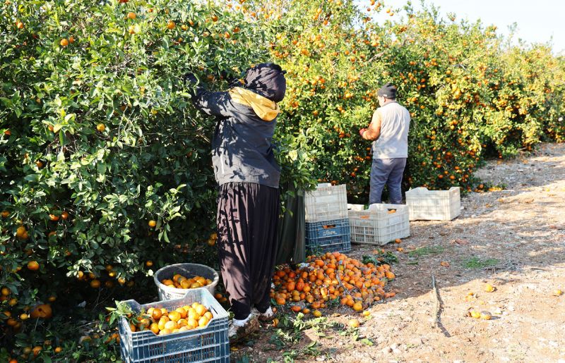 MERS�N TARIMINDA �YEVM�YE� GER�L�M�!...