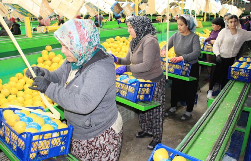 Limon ihracat durduruldu!...