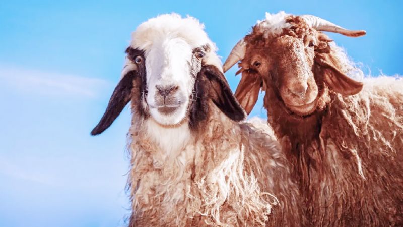 thalat Mersinde hayvancl vurdu!...