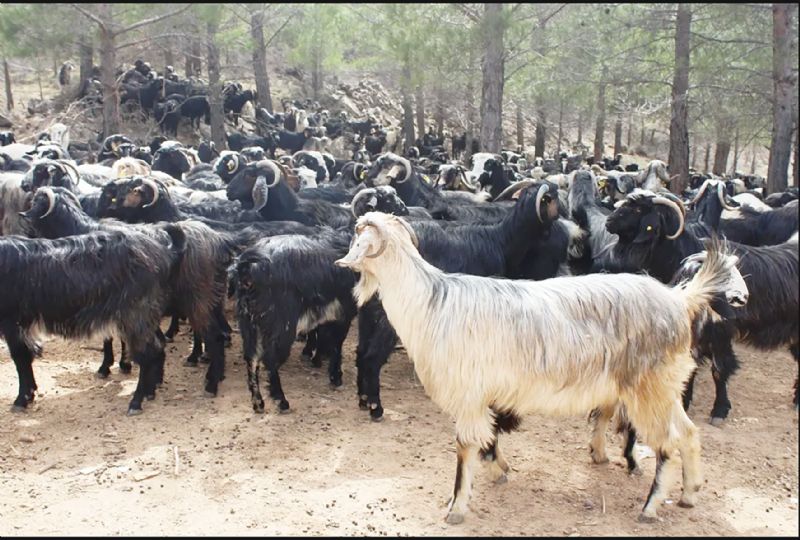 Mersinde milyonluk keiler ormana zarar verdi davas!...