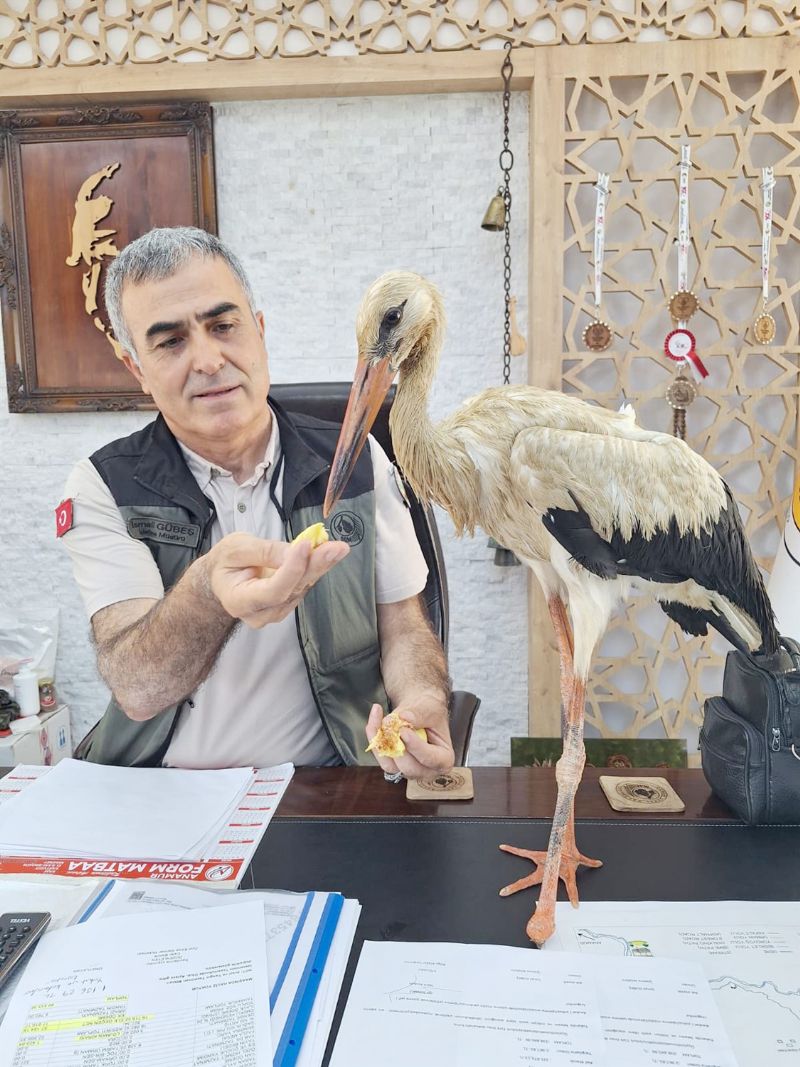 Yangndan kaan yaral leylek  koruma altna alnd...