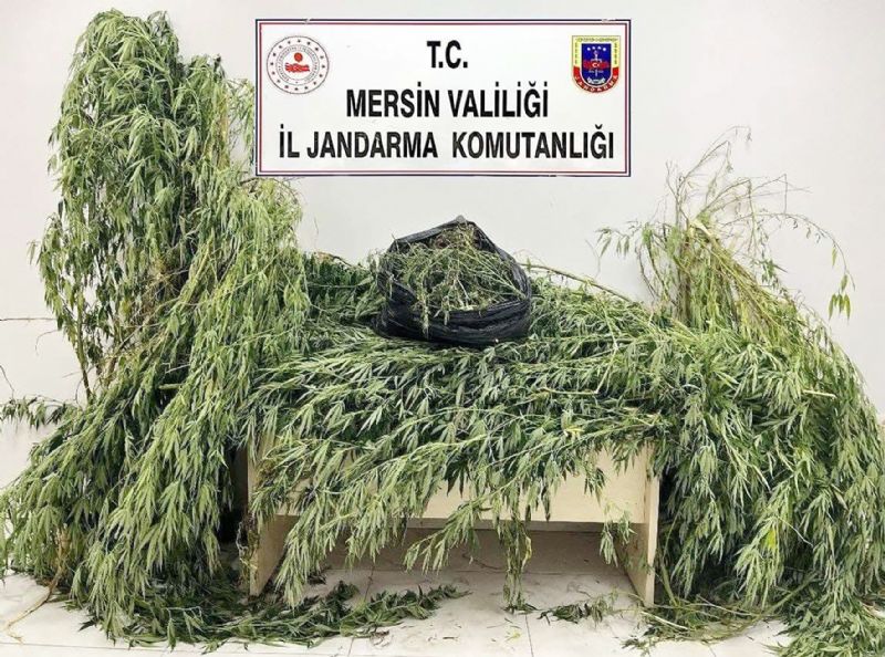Jandarmadan uyuturucu madde operasyonu...