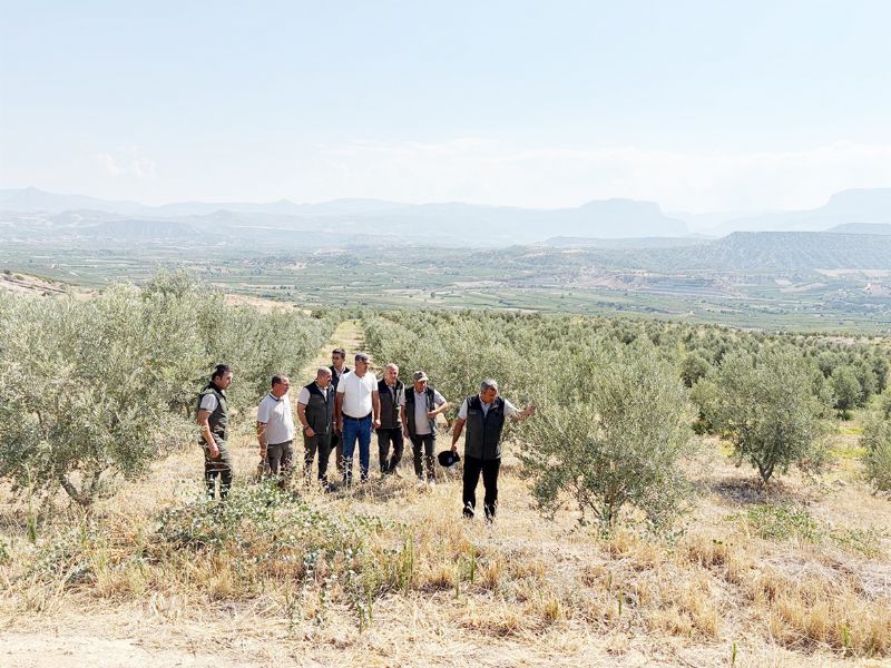 Zeytin a�a�lar� orman k�yl�s�ne gelir oluyor