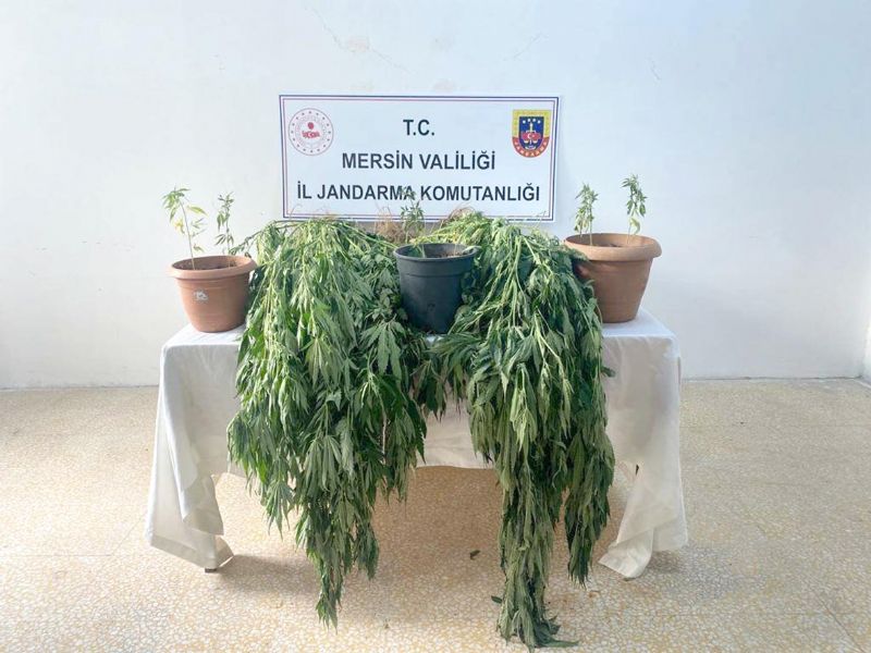 Mersin’de 327 kk kenevir ele geirildi...