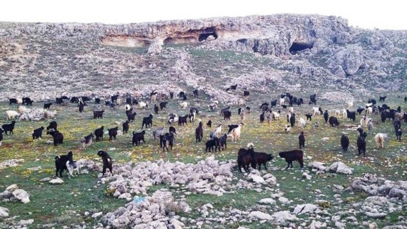 Kei obanna 728 bin liralk otlatma cezas!...