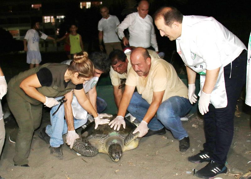 Yaral kaplumbaa tedavi sonras tekrar denizle bulutu...