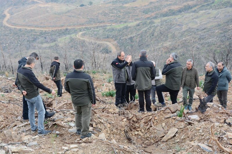 Yanan sahalar yeillendiriliyor...