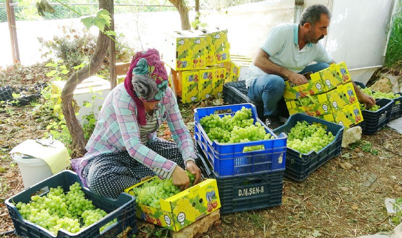 Mersin tarm zerinde  iklim deiiklii tehdidi byyor...