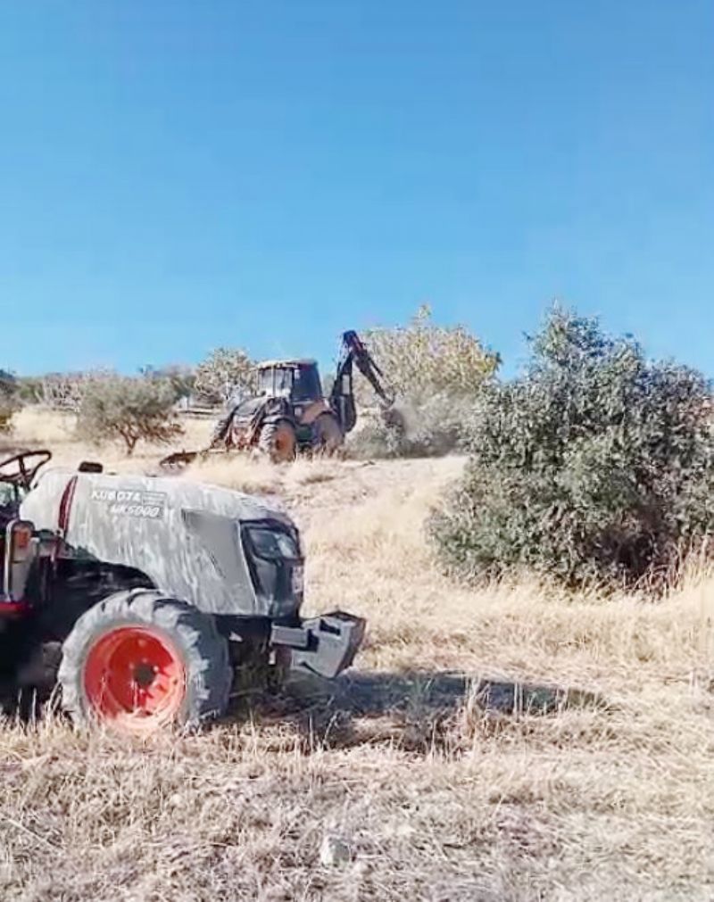 Mersin Orman Blge: zinsiz dikilen zeytinler kesilecek...