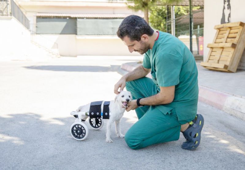 Arka ayaklar� kesilmi� halde bulunan k�pek yeni yuvas�na kavu�tu...