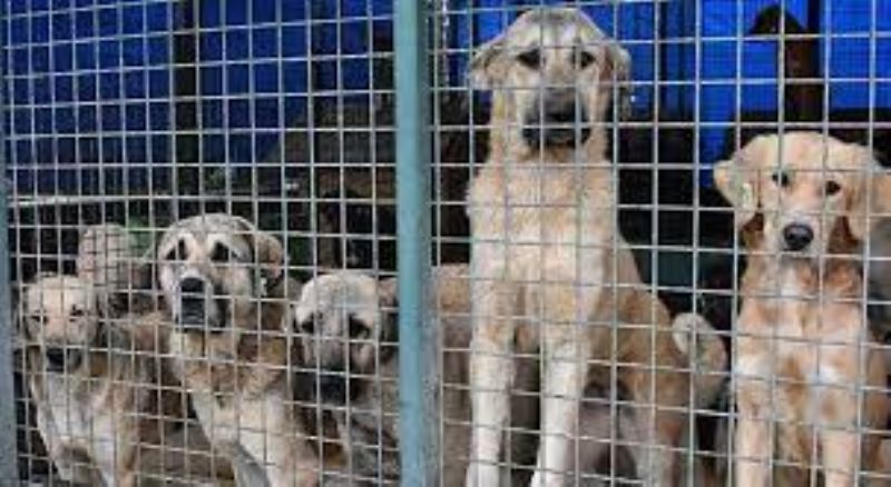 Sokak hayvanlar�  sorununda ��z�m i�birli�i!...