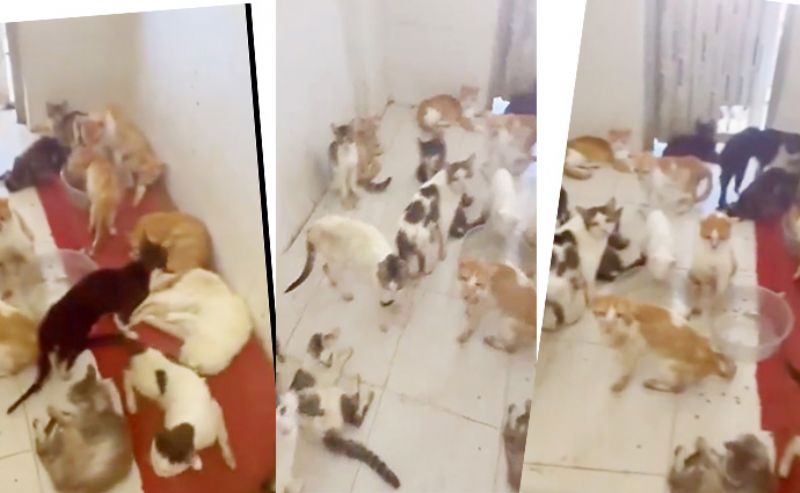 Bar�nakta tepki �eken �r�nt�ler!...