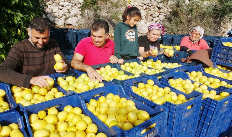 reticide 4 lira olan limon, markette 27 lira 90 kuru...