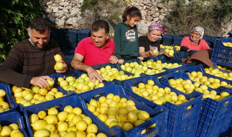 Markette ve reticide fiyat en fazla artan  rn limon oldu...