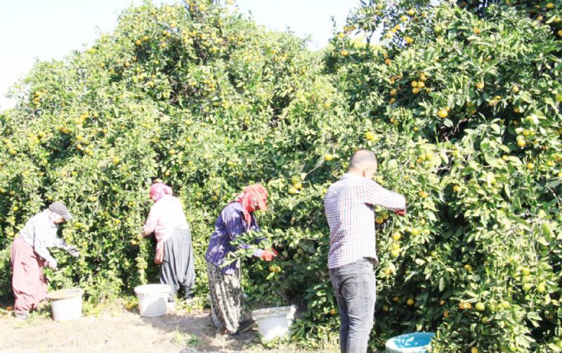 Mersin �ift�isi i�in destek �a�r�s� ...