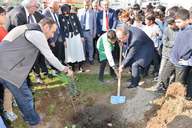 Okul bahelerine  zeytin fidan dikiliyor...
