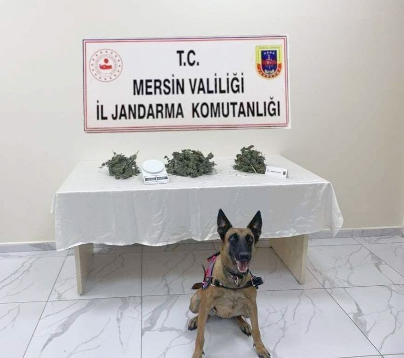Mersin’de 510 kk kenevir bitkisi ele geirildi...