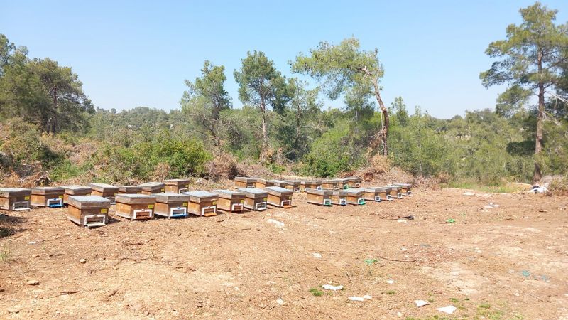 Ormandan arclara  4 milyon 200 bin TL destek...