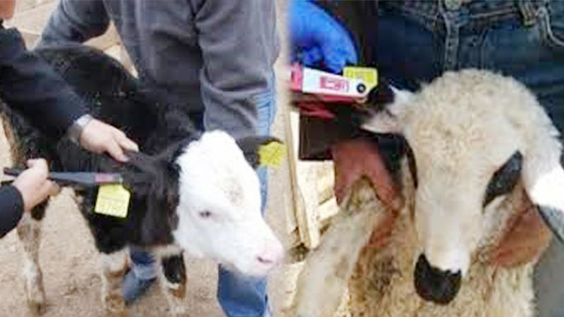 Koyun ke�i k�pelemesi �retici birli�inde...