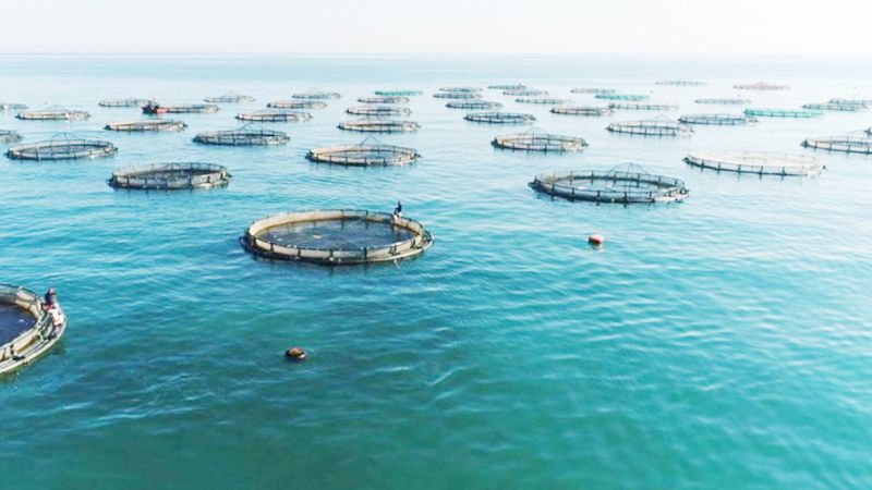 Bal�k �iftlikleri Mersin�de do�a ve turizme zarar verecek!...