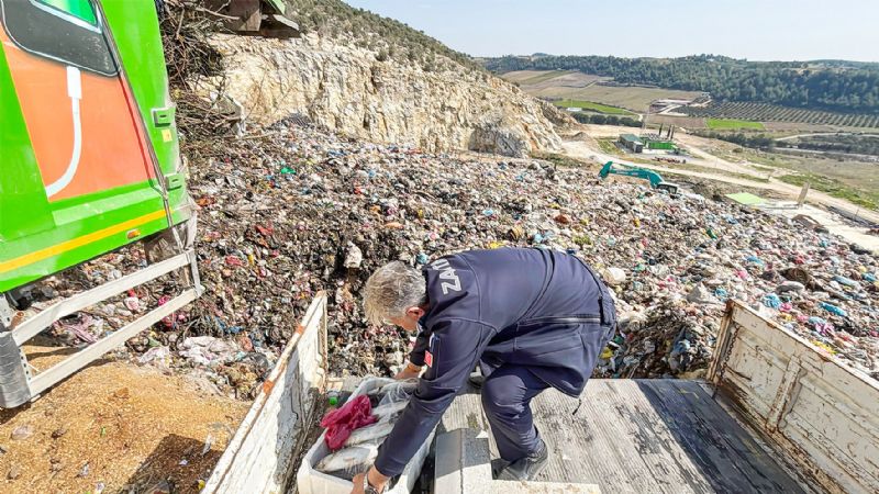 Tarsus ta salksz 750 kilogram balk imha edildi...