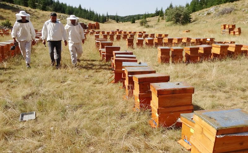 Sedir bal� ar�c�lara umut oldu...