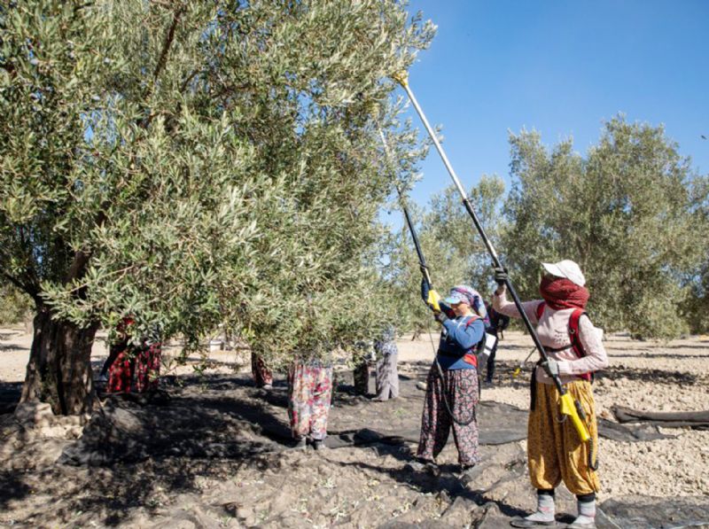 Mersinde zeytin iin adaptasyon almas yaplyor...