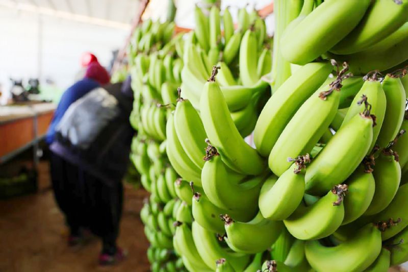 Muz reticisi yalnz brakld!...