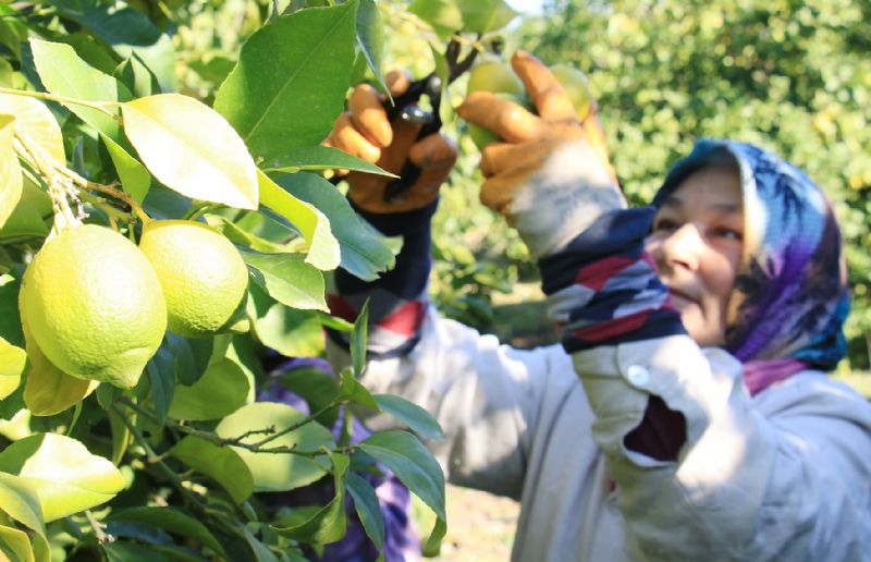 Limon i�erde el yak�yor!