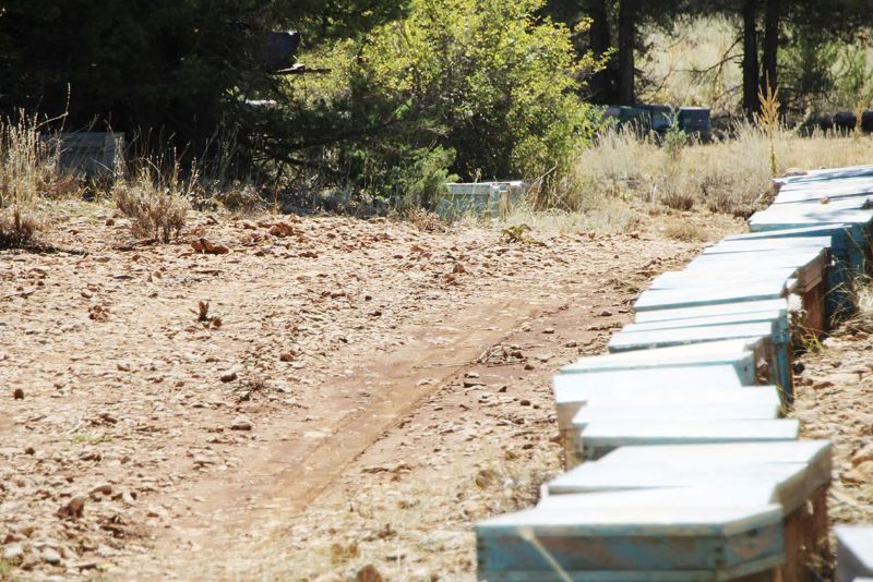Toroslar��n zirvesinde bal �retim heyecan�...