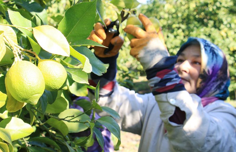 Limon reticide 2.5, markette 18 TL!...