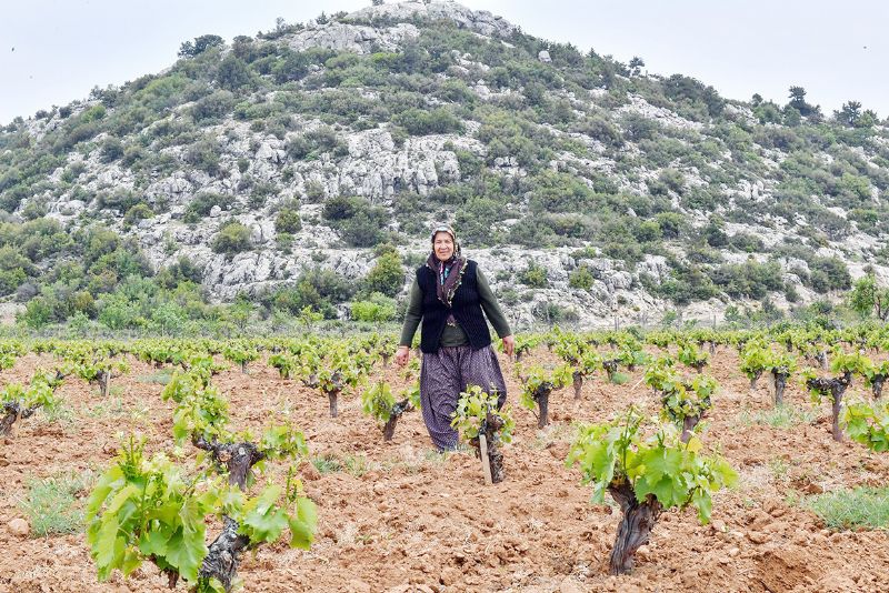 Tar�mc�lar belirsizlikten dertli...