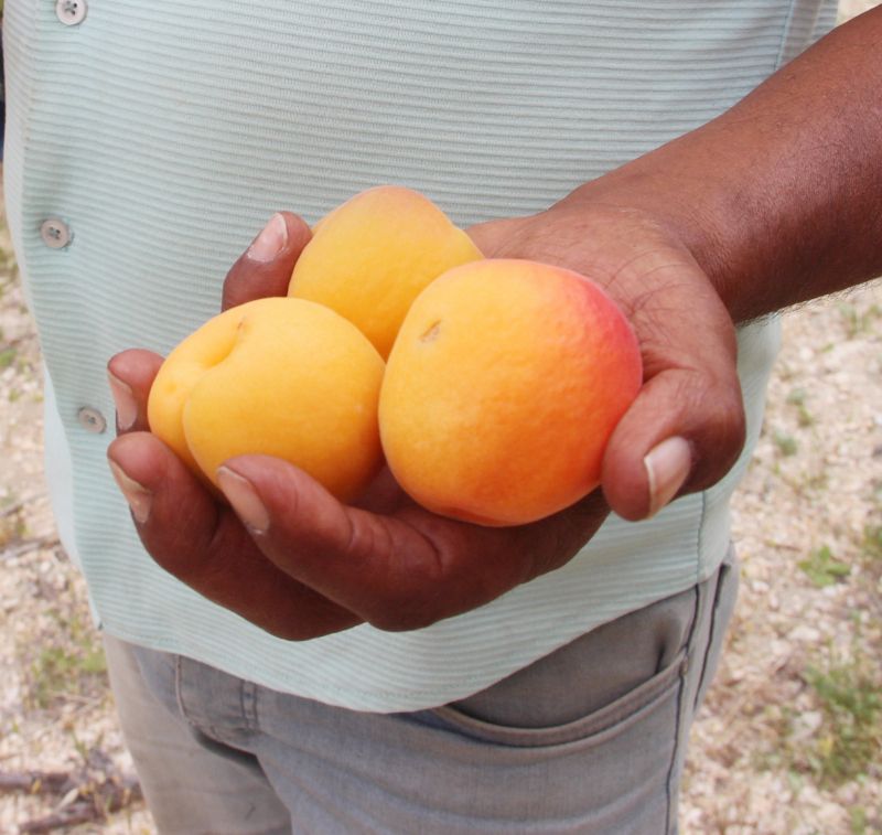 Mersin’de �retilen 200 bin ton  kay�s�n�n yar�s� ihra� edildi...