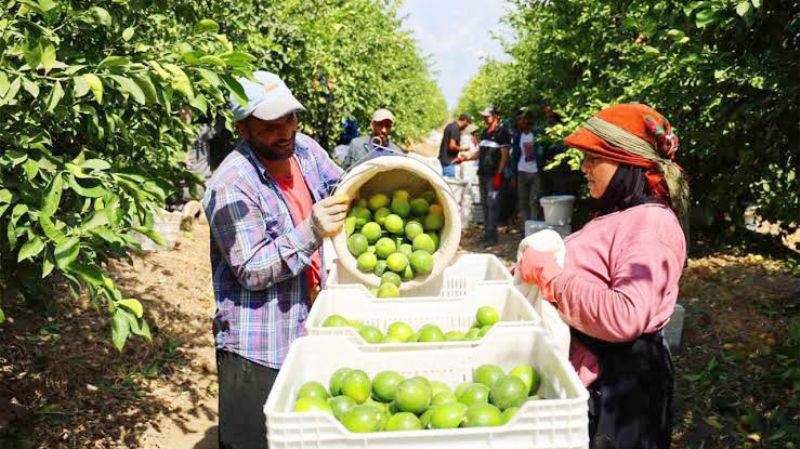 Limonda fiyat u�urumu: Tarlada 7, markette 51 lira