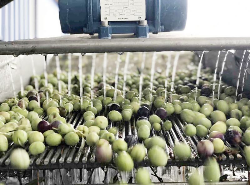 Mersin�de zeytin  �retimi g��lendiriliyor...