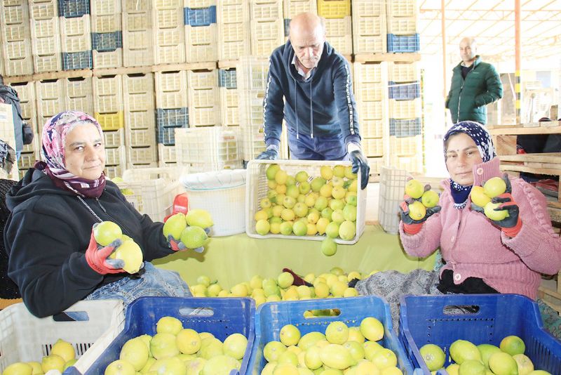 Limon �reticide 10, markette 85 lira!...