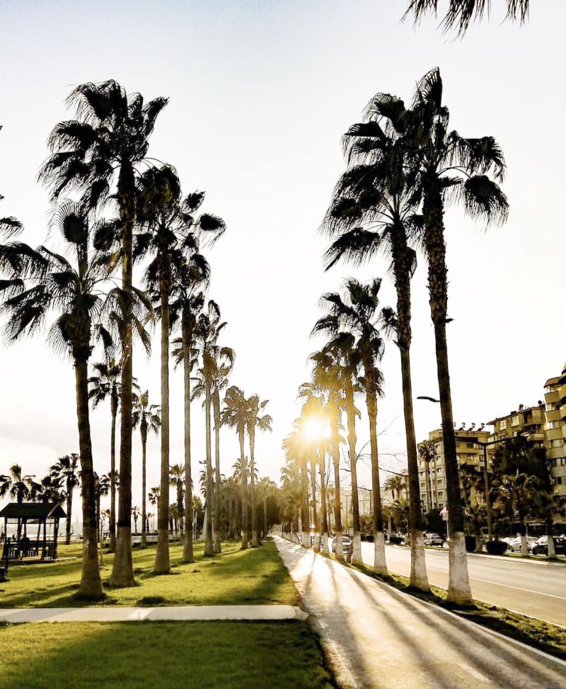 Palmiye at�klar� ekonomiye kazand�r�lacak 