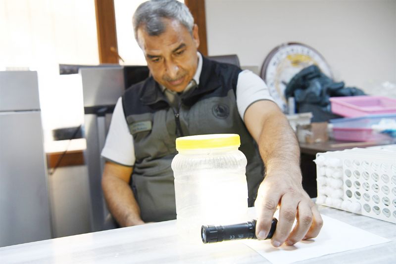 Mersin ormanlar� biyolojik m�cadele ile korunuyor...