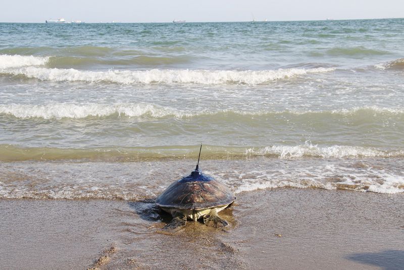Uydu vericisi tak�lan  kaplumba�alar denize b�rak�ld�...